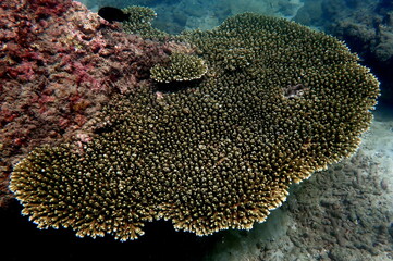 Thailand Sea life