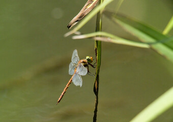 Green-eyed hawker dragonfly (Aeshna isoceles) resting on reed with blurred green background, Rio Mascari, Usini, sassari, Sardegna, Italia....