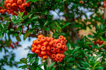 Close-up of bright orange firethorn berries on green leafy bush in natural outdoor setting
