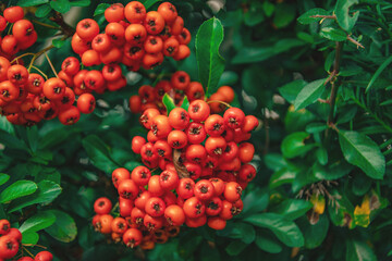 Close-up of bright orange firethorn berries on green leafy bush in natural outdoor setting
