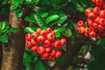 Close-up of bright orange firethorn berries on green leafy bush in natural outdoor setting
