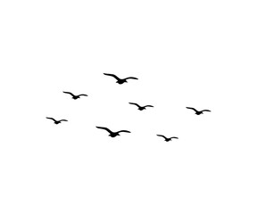 Simple birds flying illustration vector. A group of silhouetted birds in scattered flight on a white background