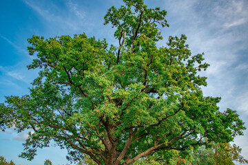 Majestic oak tree under blue sky in Bavaria during late summer
