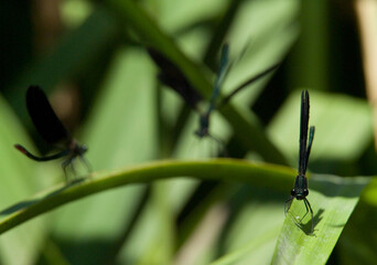 Una 'damigella' (Calopteryx virgo). Dal suo posatoio il maschio vigila i territorio dove caccia e...