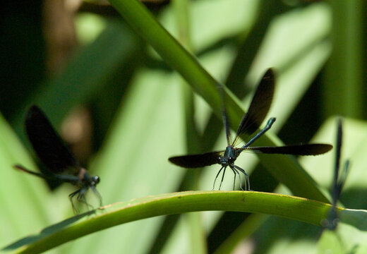 Una 'damigella' (Calopteryx virgo). Dal suo posatoio il maschio vigila i territorio dove caccia e si riproduce.