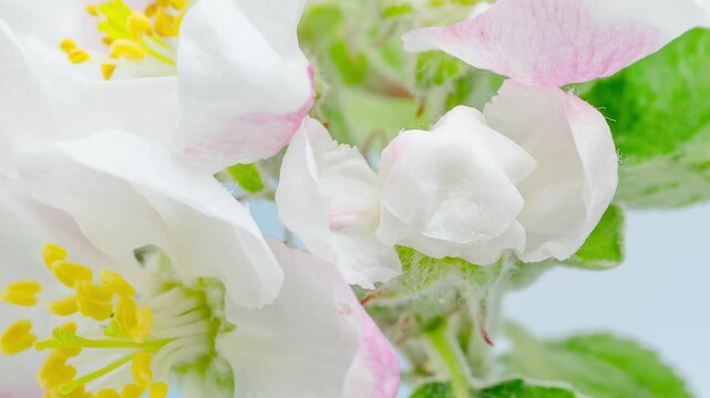 Time Lapse of blooming Apple flowers on blue sky background. Spring timelapse of opening beautiful flowers on branches Apple tree.
