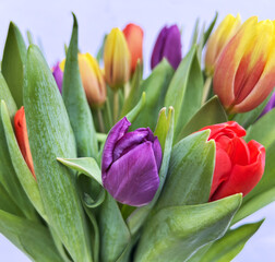 fiori tulipani
