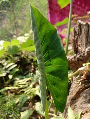Close-up of a Partially Unfurled Green Leaf in Sunlight