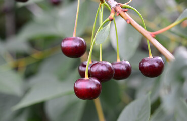 a close up of Ripe Cherries on the Branch