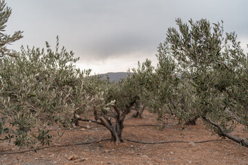 Olive trees on the island of Crete.