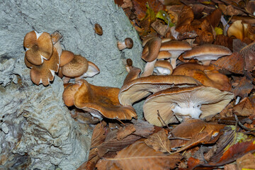 Honey fungus in the floodplain forest in Gemenc