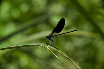 Bluewing, Beautiful Demoiselle Calopteryx virgo at rest on reed. Sardinia, Italy