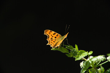 Comma Butterfly, Polygonia c-album, Nymphalidae Sardinia, Italy