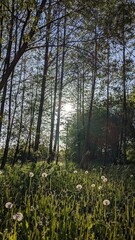forest, tree, nature, landscape, autumn, trees, wood, spring, green, woods, grass, park