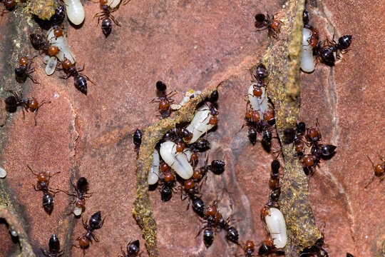 Cocktail Ants, Crematogaster scutellaris. Anthill. Workers carrying larvae and pupae