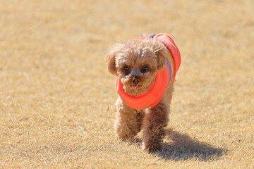 ドッグランで遊ぶトイ・プードル