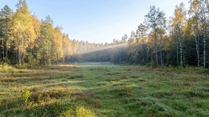 Fototapeta premium Autumn sunrise meadow, forest background, nature scene, landscape photography