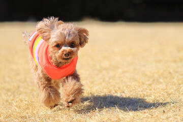 ドッグランで走るトイ・プードル
