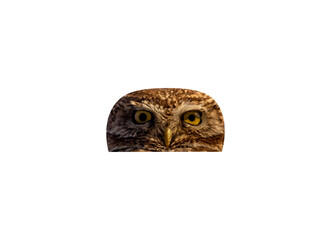 Front view of owl's head