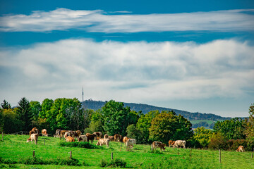 Scenic Ammersee countryside with grazing cows in lush green fields, framed by distant mountains under a bright sky, perfect for nature and agricultural themes.