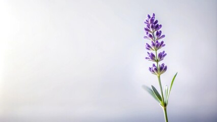 Naklejka premium A single sprig of purple lavender blossoms against a soft white background