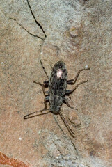 Darkling beetle is the common name for members of the Tenebrionidae, (Nephodinus metallescens). Torregrande pine forest. Oristano, Sardinia. Italy.