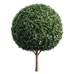 A perfectly spherical green bush on a tree trunk against a black background.
