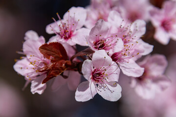 Cherry tree flowers