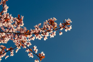Cherry tree flowers