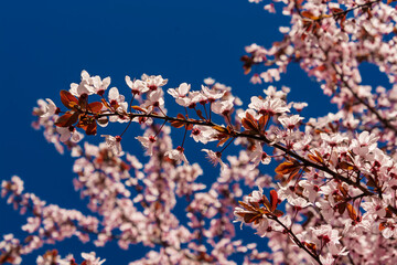 Cherry tree flowers