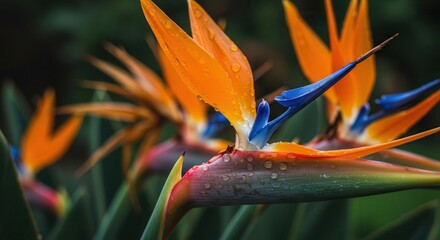 Bird of Paradise Flowers with Water Droplets in Close-up Detail