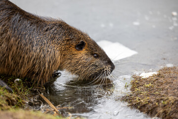 A nutria or coypu (Myocastor coypus) stands on the bank of a frozen pond
