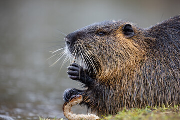 A nutria or coypu (Myocastor coypus) nibbles on a slice of bread on the bank of a pond