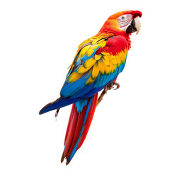 Naklejka premium Vibrant macaw with red, yellow, and blue feathers perched on branch, showcasing its colorful plumage and striking features. This exotic bird symbolizes beauty and nature