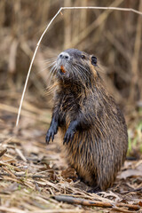 A nutria or coypu (Myocastor coypus) stands in front of reed