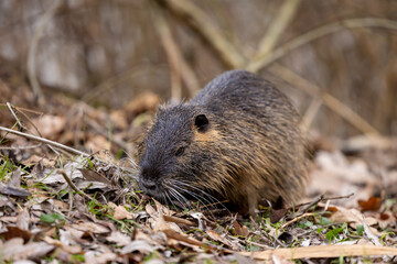 A nutria or coypu (Myocastor coypus) sits near water on a meadow with foliage