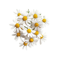 Fototapeta premium Fresh white daisies with yellow centers arranged beautifully, symbolizing purity and innocence. Perfect for floral designs or nature themed projects