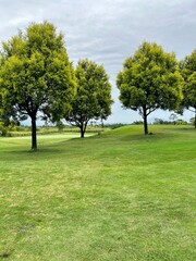 tree in the park - green landscape in rural area