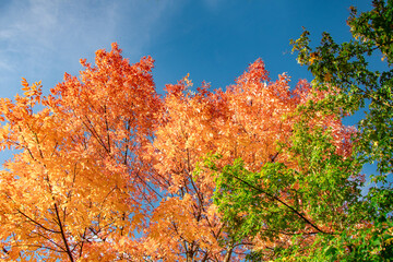 Golden autumn leaves on tree branches against a bright blue sky. Beautiful seasonal nature background.