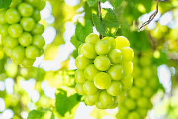 Green grape on a branch over green natural garden Blur background, Bunch of Shine Muscat Grape with leaves in blur background.