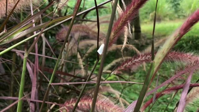 Red and purple plumes of grass stand out in this close-up. Green background. Camera moves backwards