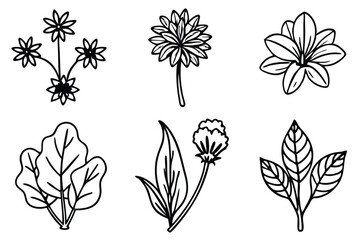 Vintage Botanical Wonders Art With Elegant Line Art