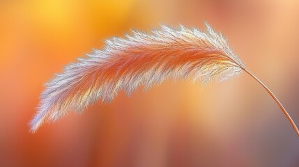 Single ornamental plume blowing in the wind, with warm autumn sun glow background