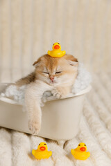 A relaxed kitten lying in a bathtub surrounded by white foam. A yellow rubber duck sits on its head, while two more ducks stand on the floor, creating a cute and playful scene.