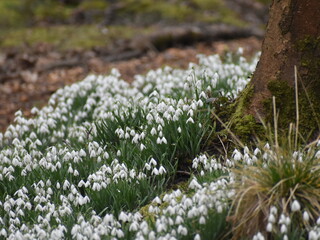 snowdrops in the woods 