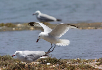 Gabbiano corso - Audouin's Gull Larus audouinii Stintino, Lagune di Casaraccio,  Sassari, Sardegna, Italia..
