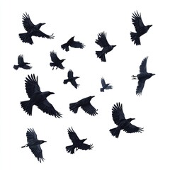 Obraz premium Silhouette Flock of Crows in Flight Dark Birds Soaring High Above White Background Dramatic Nature Scene Wildlife Illustration Black Raven Birds 