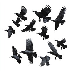 Fototapeta premium Black Crows in Flight Majestic Birds Soaring Dark Wings Nature Wildlife Avian Photography Elegant Dark Birds Flying High in the Sky Powerful Flight 