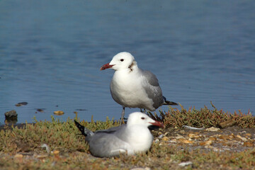 Gabbiano corso - Audouin's Gull Larus audouinii Stintino, Lagune di Casaraccio,  Sassari, Sardegna, Italia..