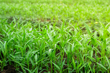Healthy Water Spinach Plants Bathed in Sunlight

